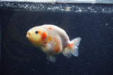 Juvenile Ranchu  Calico 3.5 Inch (ID#1224R9b-54) Free2Day SHIPPING