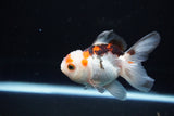 Juvenile Thai Oranda  Tricolor 3.5 Inch (ID#1112To13b-89) Free2Day SHIPPING