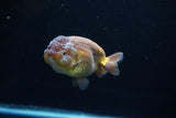 Ranchu  Lavender 3.5 Inch (ID#224R8c-57) Free2Day SHIPPING