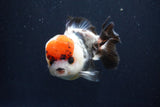 Short Body Thai Oranda  Tricolor 4.5 Inch (ID#1008To14a-42) Free2Day SHIPPING