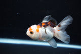 Juvenile Thai Oranda  Tricolor 3.5 Inch (ID#1112To13b-89) Free2Day SHIPPING