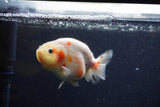 Juvenile Ranchu  Calico 3.5 Inch (ID#1224R9b-54) Free2Day SHIPPING