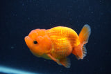 Juvenile Lionchu  Red White 3.5 Inch (ID#1231R11a-12) Free2Day SHIPPING