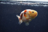 Juvenile Ranchu  Calico 3.5 Inch (ID#1224R9b-54) Free2Day SHIPPING