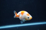 Baby Ranchu Sakura 3 Inch (ID#1227R9c-31) Free2Day SHIPPING