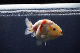 Juvenile Ranchu  Calico 3.5 Inch (ID#1224R9b-54) Free2Day SHIPPING