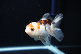 Juvenile Thai Oranda  Tricolor 3.5 Inch (ID#1112To13b-89) Free2Day SHIPPING