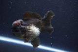 Short Body Thai Oranda  Tricolor 4 Inch (ID#1008To14a-43) Free2Day SHIPPING