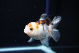 Juvenile Thai Oranda  Tricolor 3.5 Inch (ID#1112To13b-89) Free2Day SHIPPING