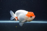 Juvenile Lionchu  Red White 3.5 Inch (ID#1231R11a-13) Free2Day SHIPPING