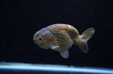 Ranchu  Green 3.5 Inch (ID#307R8c-58) Free2Day SHIPPING