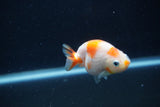 Baby Ranchu Sakura 3 Inch (ID#1227R9c-31) Free2Day SHIPPING