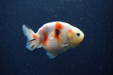 Juvenile Ranchu  Calico 3.5 Inch (ID#1224R9b-54) Free2Day SHIPPING