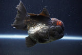 Short Body Thai Oranda  Tricolor 4 Inch (ID#1008To14a-43) Free2Day SHIPPING