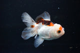 Juvenile Thai Oranda  Tricolor 3.5 Inch (ID#1112To13b-89) Free2Day SHIPPING