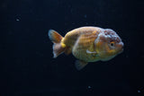 Ranchu  Lavender 3.5 Inch (ID#224R8c-57) Free2Day SHIPPING