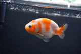 Baby Ranchu Sakura 3 Inch (ID#1227R9c-31) Free2Day SHIPPING