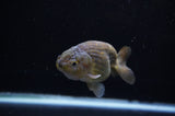 Ranchu  Green 3.5 Inch (ID#307R8c-58) Free2Day SHIPPING