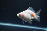 Ryukin Broadtail Calico 3.5 Inch (ID#1008Ry7a-5) Free2Day SHIPPING