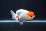 Juvenile Lionchu  Red White 3.5 Inch (ID#1231R11a-13) Free2Day SHIPPING