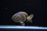 Ranchu  Green 3.5 Inch (ID#307R8c-58) Free2Day SHIPPING