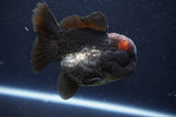 Short Body Thai Oranda  Tricolor 4 Inch (ID#1008To14a-43) Free2Day SHIPPING