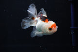 Juvenile Thai Oranda  Tricolor 3.5 Inch (ID#1112To13b-89) Free2Day SHIPPING