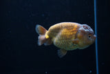 Ranchu  Lavender 3.5 Inch (ID#224R8c-57) Free2Day SHIPPING