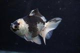 Thai Oranda  Panda 4.5 Inch (ID#920To2b-88) Free2Day SHIPPING