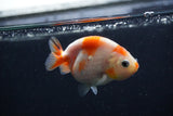 Baby Ranchu Sakura 3 Inch (ID#1227R9c-31) Free2Day SHIPPING