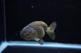 Ranchu  Green 3.5 Inch (ID#307R8c-58) Free2Day SHIPPING