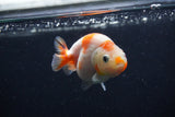 Baby Ranchu Sakura 3 Inch (ID#1227R9c-31) Free2Day SHIPPING