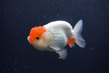 Juvenile Lionchu  Red White 3.5 Inch (ID#1231R11a-13) Free2Day SHIPPING