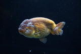 Ranchu  Lavender 3.5 Inch (ID#224R8c-57) Free2Day SHIPPING