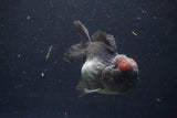 Short Body Thai Oranda  Tricolor 4 Inch (ID#1008To14a-43) Free2Day SHIPPING