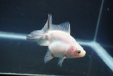 Ryukin Broadtail Calico 3.5 Inch (ID#1008Ry7a-5) Free2Day SHIPPING