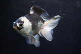 Thai Oranda  Panda 4.5 Inch (ID#920To2b-88) Free2Day SHIPPING