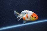 Juvenile Ranchu  Calico 3.5 Inch (ID#1224R9b-55) Free2Day SHIPPING