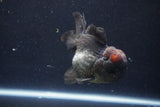 Short Body Thai Oranda  Tricolor 4 Inch (ID#1008To14a-43) Free2Day SHIPPING