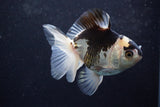 Thai Oranda  Panda 4.5 Inch (ID#920To2b-88) Free2Day SHIPPING