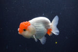 Juvenile Lionchu  Red White 3.5 Inch (ID#1231R11a-13) Free2Day SHIPPING