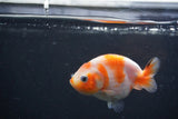 Baby Ranchu Sakura 3 Inch (ID#1227R9c-31) Free2Day SHIPPING