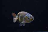 Ranchu  Green 3.5 Inch (ID#307R8c-58) Free2Day SHIPPING