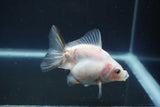 Ryukin Broadtail Calico 3.5 Inch (ID#1008Ry7a-5) Free2Day SHIPPING