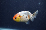 Juvenile Ranchu  Calico 3.5 Inch (ID#1224R9b-55) Free2Day SHIPPING