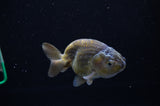 Ranchu  Green 3.5 Inch (ID#307R8c-58) Free2Day SHIPPING