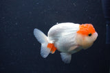 Juvenile Lionchu  Red White 3.5 Inch (ID#1231R11a-13) Free2Day SHIPPING