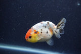 Juvenile Ranchu  Calico 3.5 Inch (ID#1224R9b-55) Free2Day SHIPPING