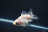 Ryukin Broadtail Calico 3.5 Inch (ID#1008Ry7a-5) Free2Day SHIPPING