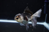 Juvenile Thai Oranda  Panda 3.5 Inch (ID#1112To13b-90) Free2Day SHIPPING